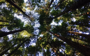 Forest full of trees