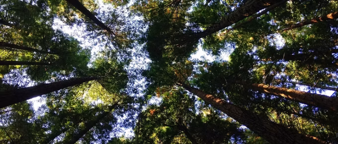 Forest full of trees